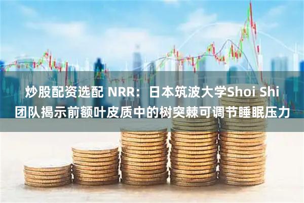 炒股配资选配 NRR：日本筑波大学Shoi Shi团队揭示前额叶皮质中的树突棘可调节睡眠压力